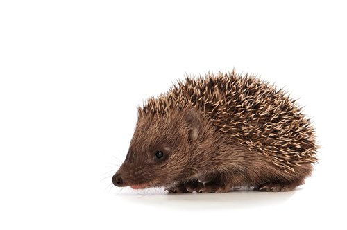 frauenarzt-werden-frau_wunschleistungen_IGeL-Leistungen.jpg